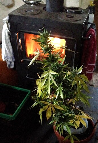 Growreport Bild 1
