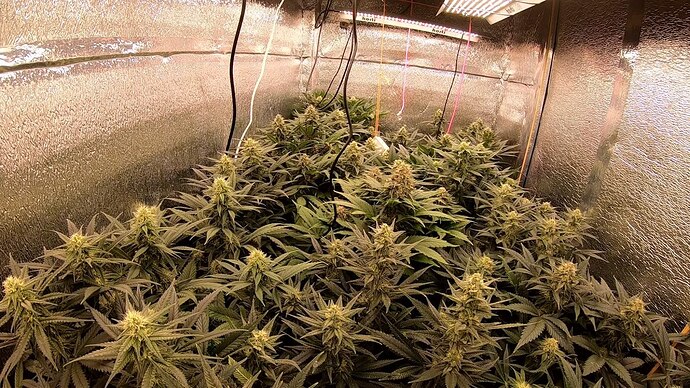 Growreport Bild 7