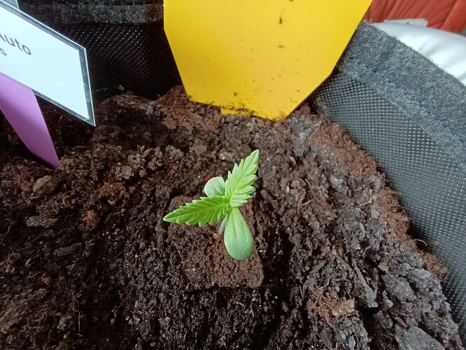 IMG_20240422_084755130_HDR