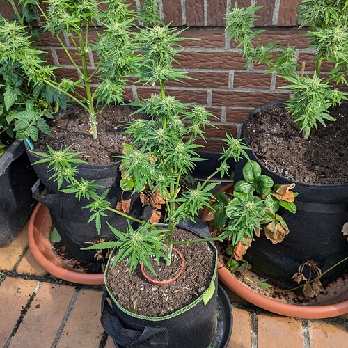 PXL_20240714_082019661