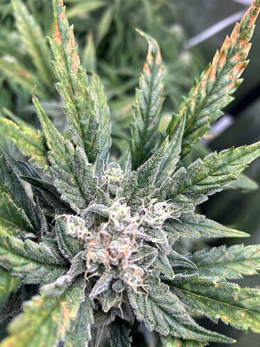 Growreport Bild 4