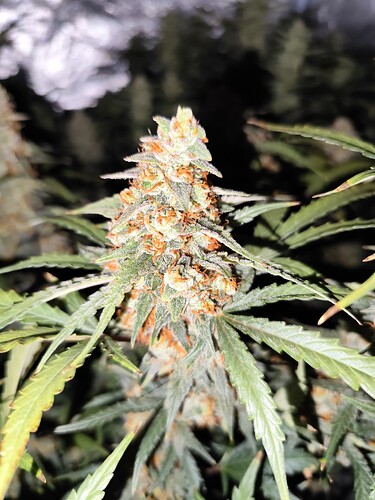 Growreport Bild 3
