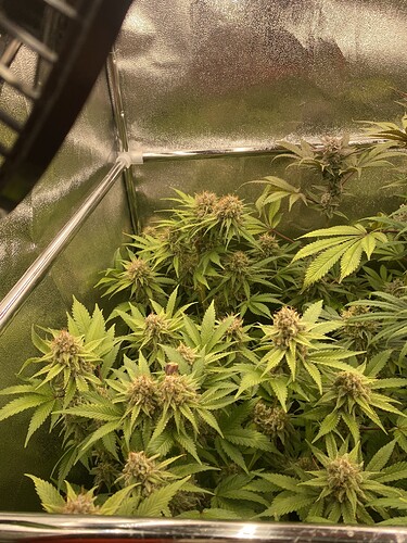 Growreport Bild 1