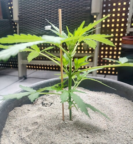 Growreport Bild 1