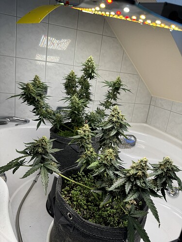 Growreport Bild 41