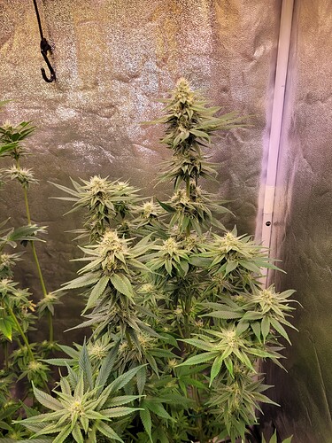 Growreport Bild 6