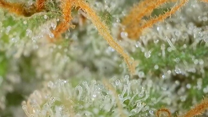 Growreport Bild 66
