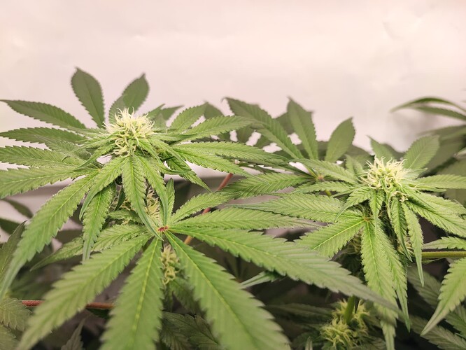 Growreport Bild 6