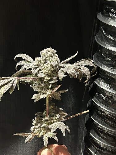 Growreport Bild 12