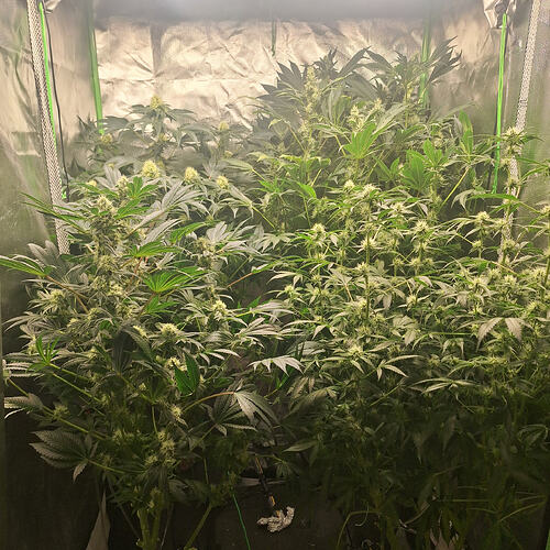 Growreport Bild 10