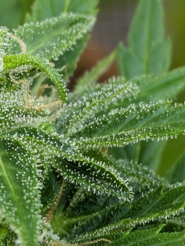 PXL_20240614_1101230311