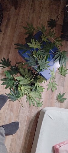 IMG_20250210_174035938_HDR