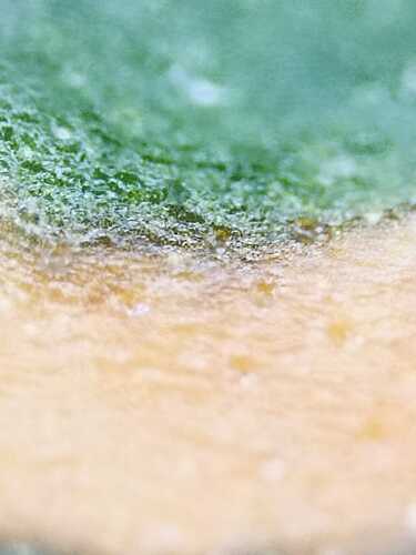 WhatsApp Bild 2025-07-02 um 16.29.31_16ce8f43