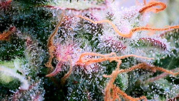 Growreport Bild 7