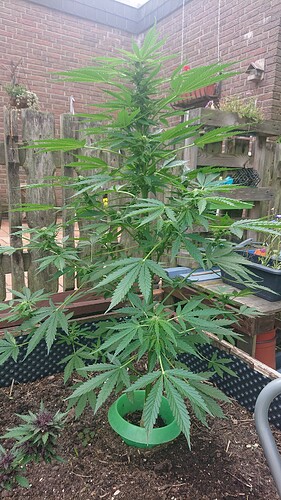 Growreport Bild 41