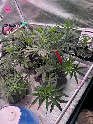 Growreport Bild 11