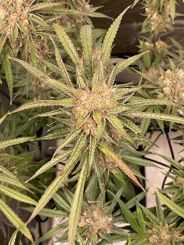 Growreport Bild 8