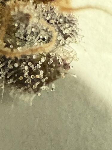 Growreport Bild 20