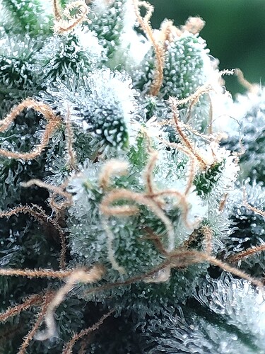 Growreport Bild 110