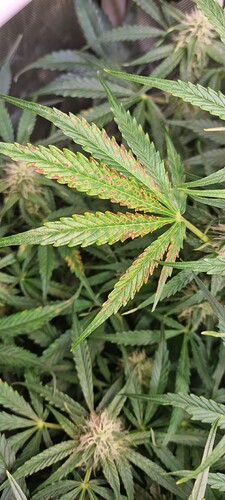 Growreport Bild 8