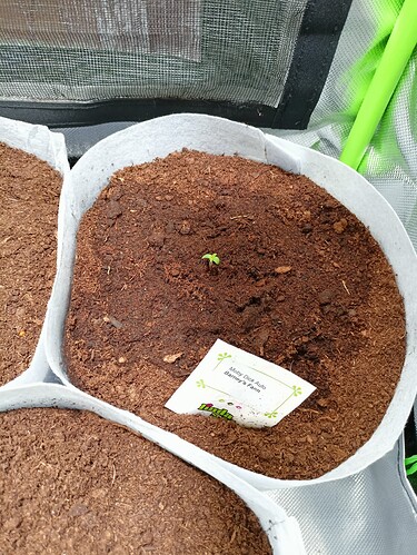 Growreport Bild 28