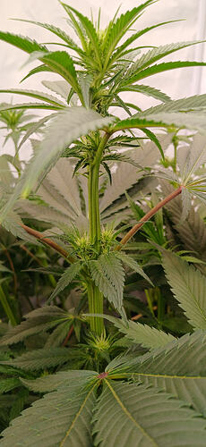 Growreport Bild 15