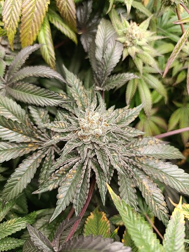 Growreport Bild 3