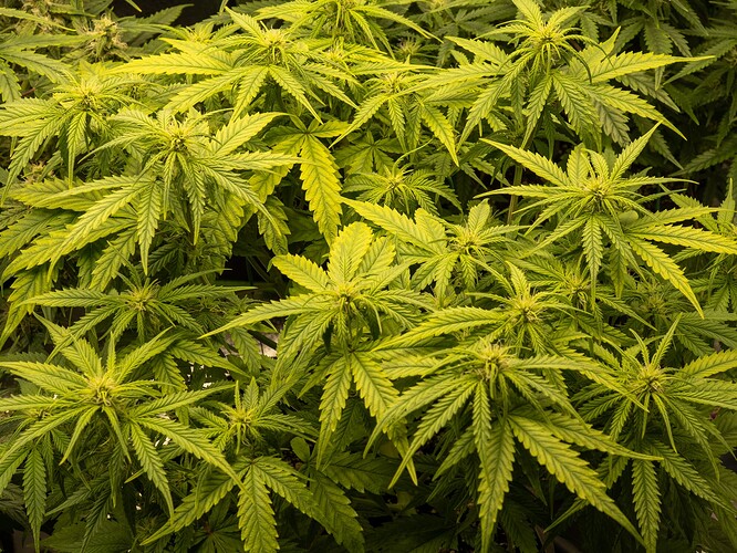 Growreport Bild 15