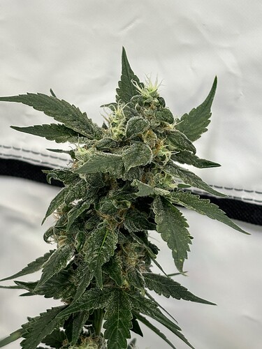 Growreport Bild 63