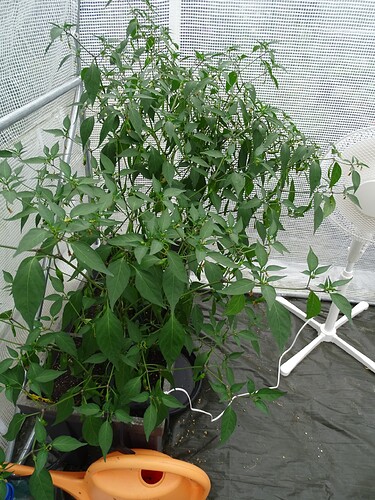 Growreport Bild 20