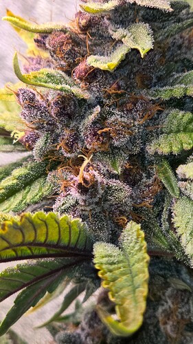 Growreport Bild 3