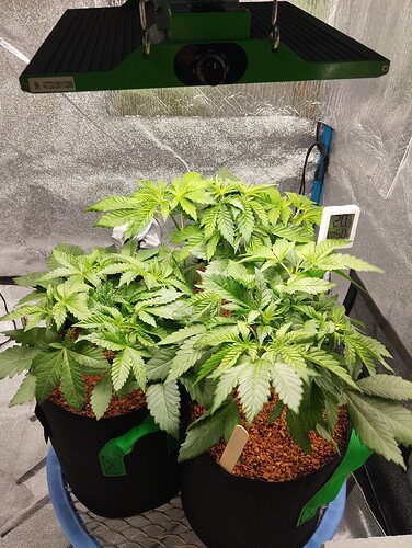 IMG_20241216_203333 - Kopie