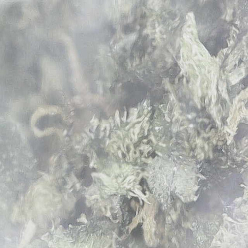 Growreport Bild 73