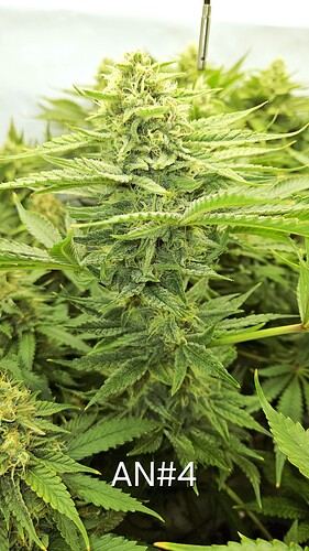 Growreport Bild 30