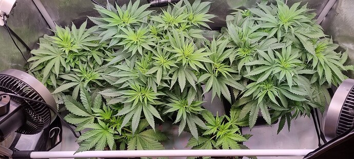 Growreport Bild 1