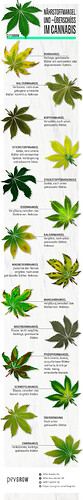mangel blatt