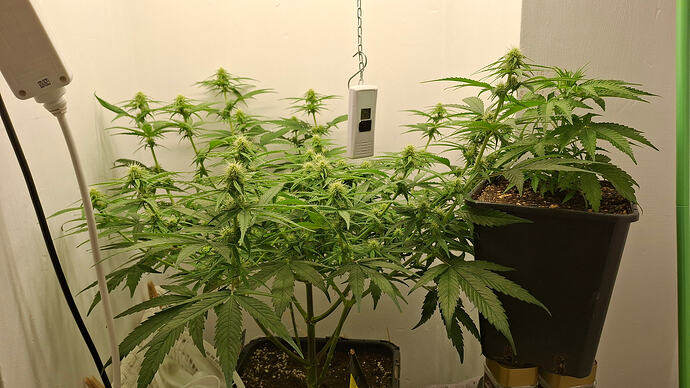 Growreport Bild 244