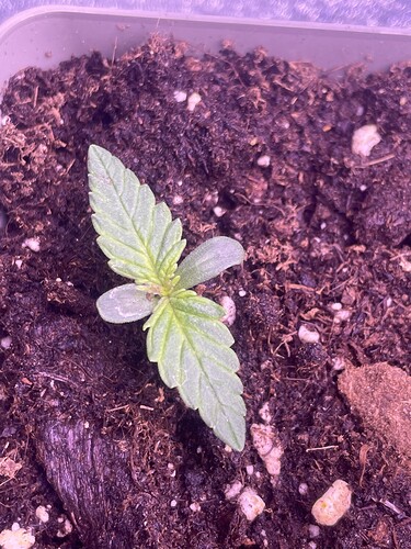 Growreport Bild 15