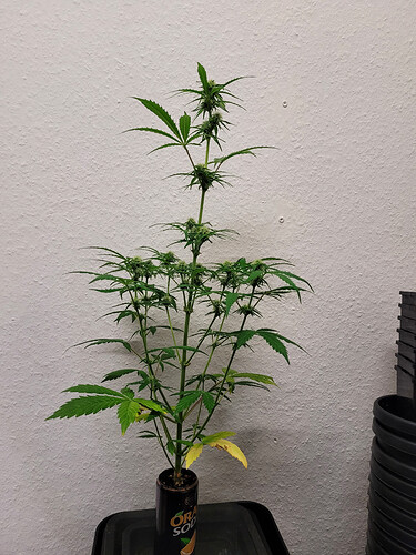Growreport Bild 4