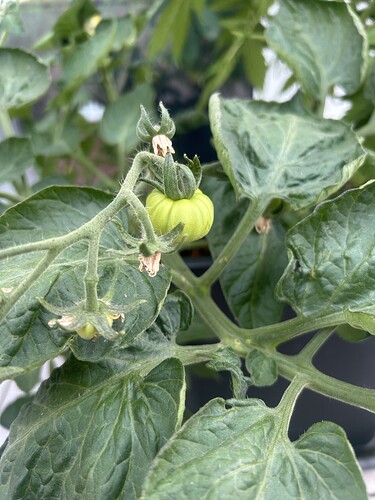 Growreport Bild 40