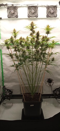 Growreport Bild 9