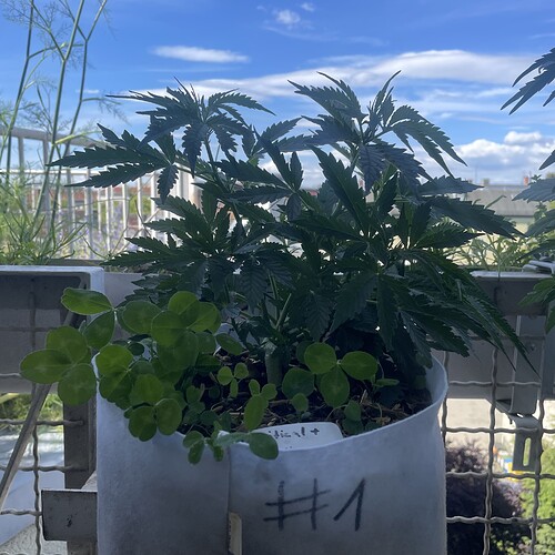 Growreport Bild 4