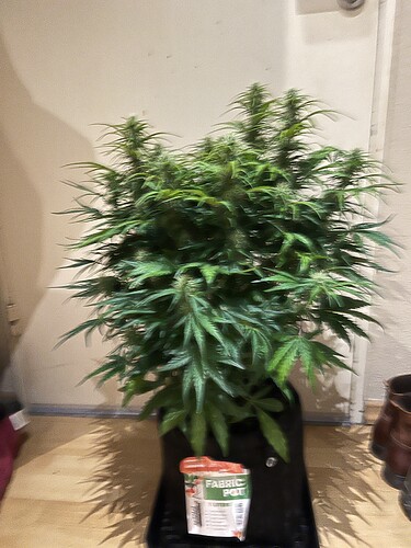Growreport Bild 27