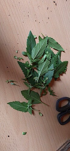 Growreport Bild 4
