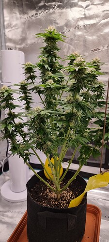Growreport Bild 9