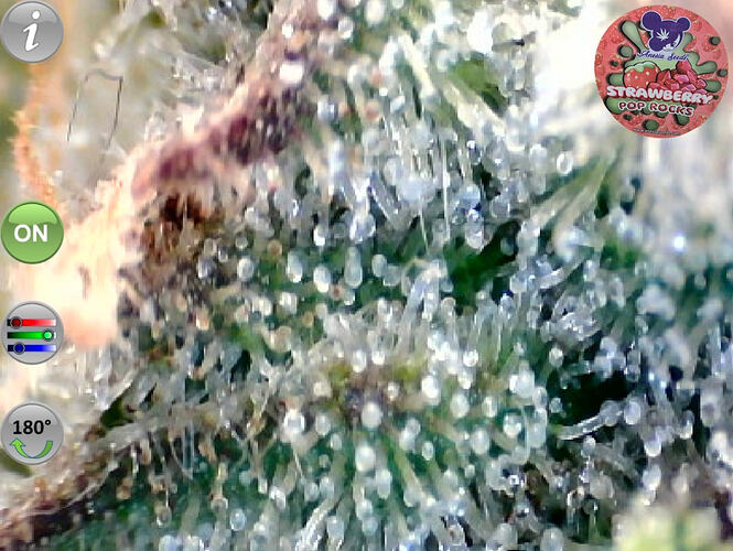 Growreport Bild 21