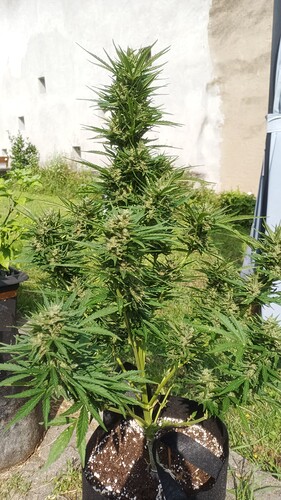 Growreport Bild 2
