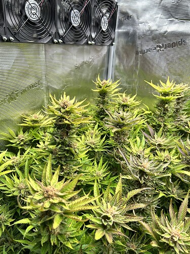 Mehrere blühende Cannabispflanzen in einem Growzelt, beleuchtet von oben, mit Lüftern an der Decke.