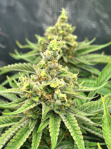 Growreport Bild 32
