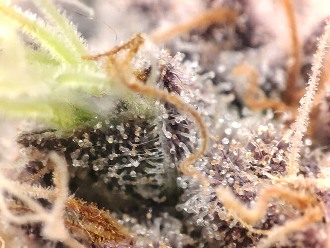 Growreport Bild 16